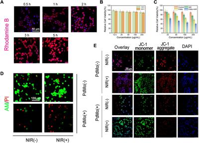 PdMo nanoflowers for endogenous/exogenous-stimulated nanocatalytic therapy